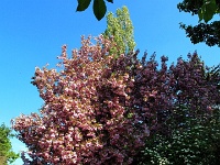 Japanischer Kirschbaum am Weg zw. Schlewecke und Göttingerode (2013)